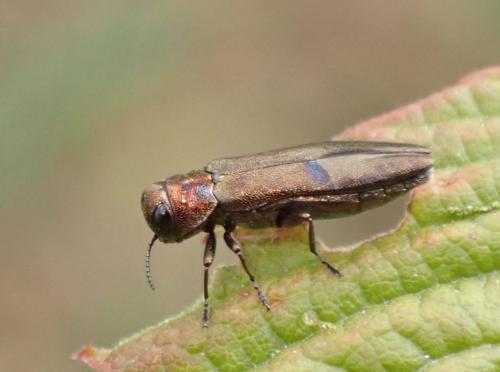 Agrilus sp.